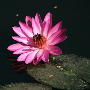 Nymphaea rubra