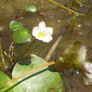 Nymphoides aquatica