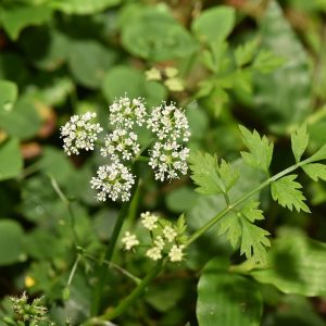 Oenanthe javanica