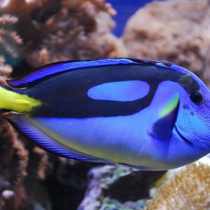 Paracanthurus hepatus
