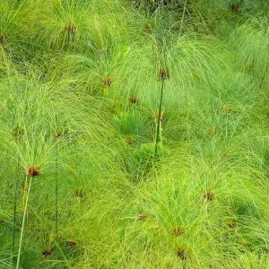 Cyperus papyrus