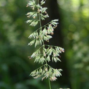 Phalaris arundinacea