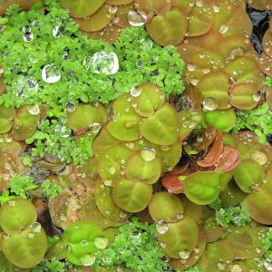 Phyllanthus fluitans