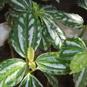 Aluminum Plant
