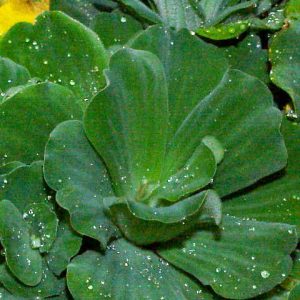 Pistia stratiotes