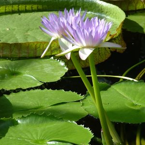 Nymphaea purple flower