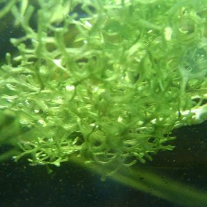 Riccia fluitans