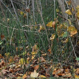 Equisetum hyemale