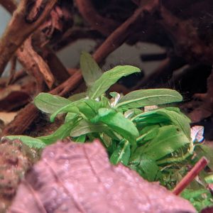 Staurogyne repens