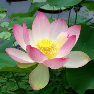 Nelumbo nucifera