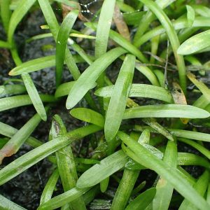 Sagittaria subulata