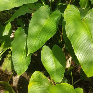 Schismatoglottis