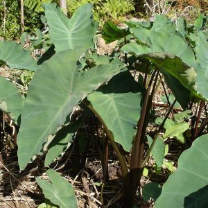 Colocasia esculenta