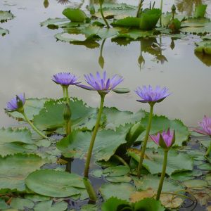 Nymphaea nouchali