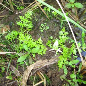 Ceratopteris thalictroides