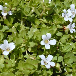 Bacopa monnieri
