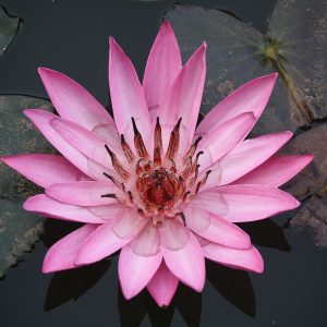 Nymphaea red flower