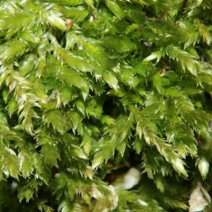 Taxiphyllum