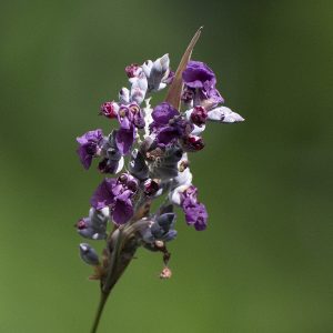 Thalia dealbata