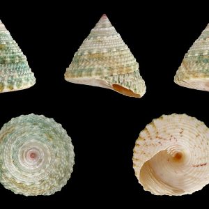 Trochus