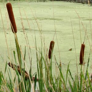 Typha
