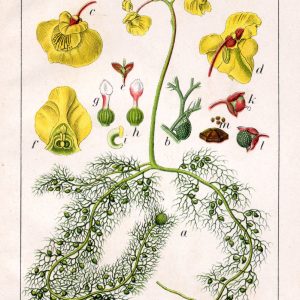 Utricularia