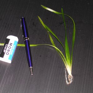 Vallisneria asiatica