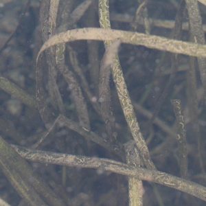 Vallisneria americana