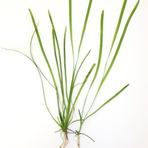 Vallisneria spiralis