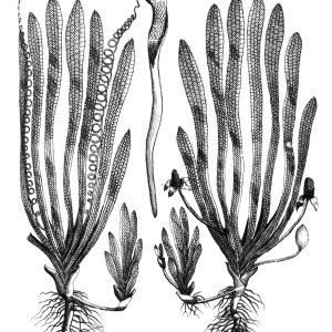 Vallisneria