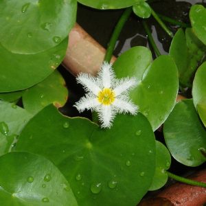 Nymphoides indica