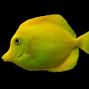 Zebrasoma flavescens