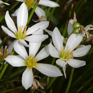 Zephyr Lily