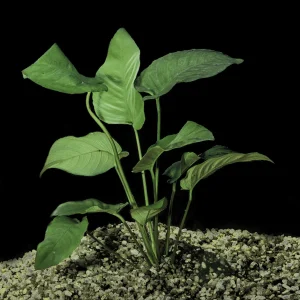 ANUBIAS