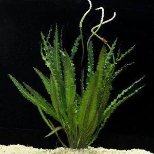 APONOGETON