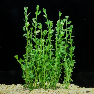 BUNCH PLANTS