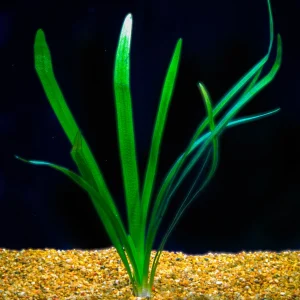 SAGITTARIA