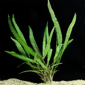 CRYPTOCORYNE