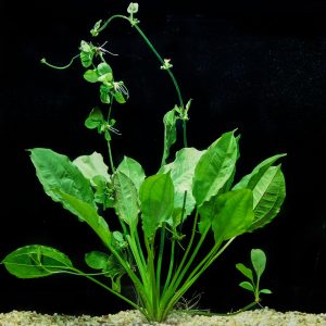 ECHINODORUS