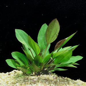 MOTHER PLANTS