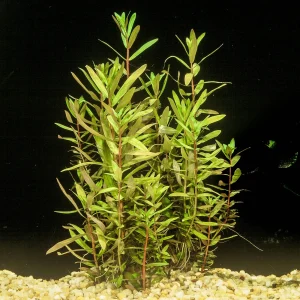 MISCELLANEOUS PLANTS