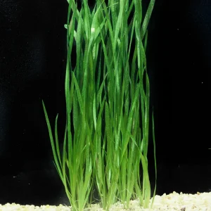 VALLISNERIA