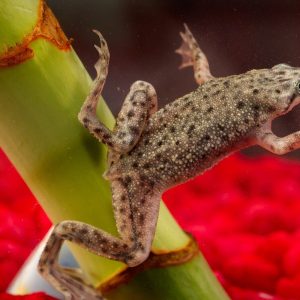 African dwarf frog