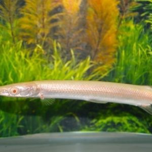 Albino Florida Gar (Lepisosteus platyrhincus)