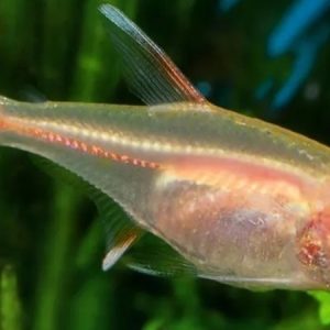 Albino Glo-Lite Tetra (Hemigrammus erythrozonus)