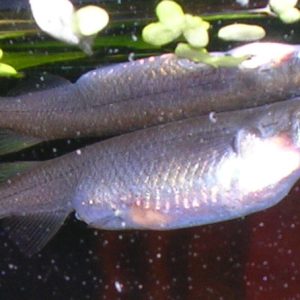 Albino Halfbeak