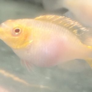 Albino Kribensis (Pelvicachromis pulcher)