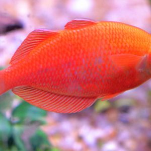 Albino Orange Millineum Rainbow (Glossolepis pseudoincisus)