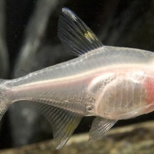 Albino Pristella Tetra (Pristella maxillaris)