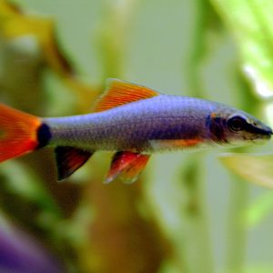 Albino Rainbow Shark